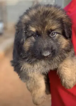 1-3 months Female Purebred German Shepherd