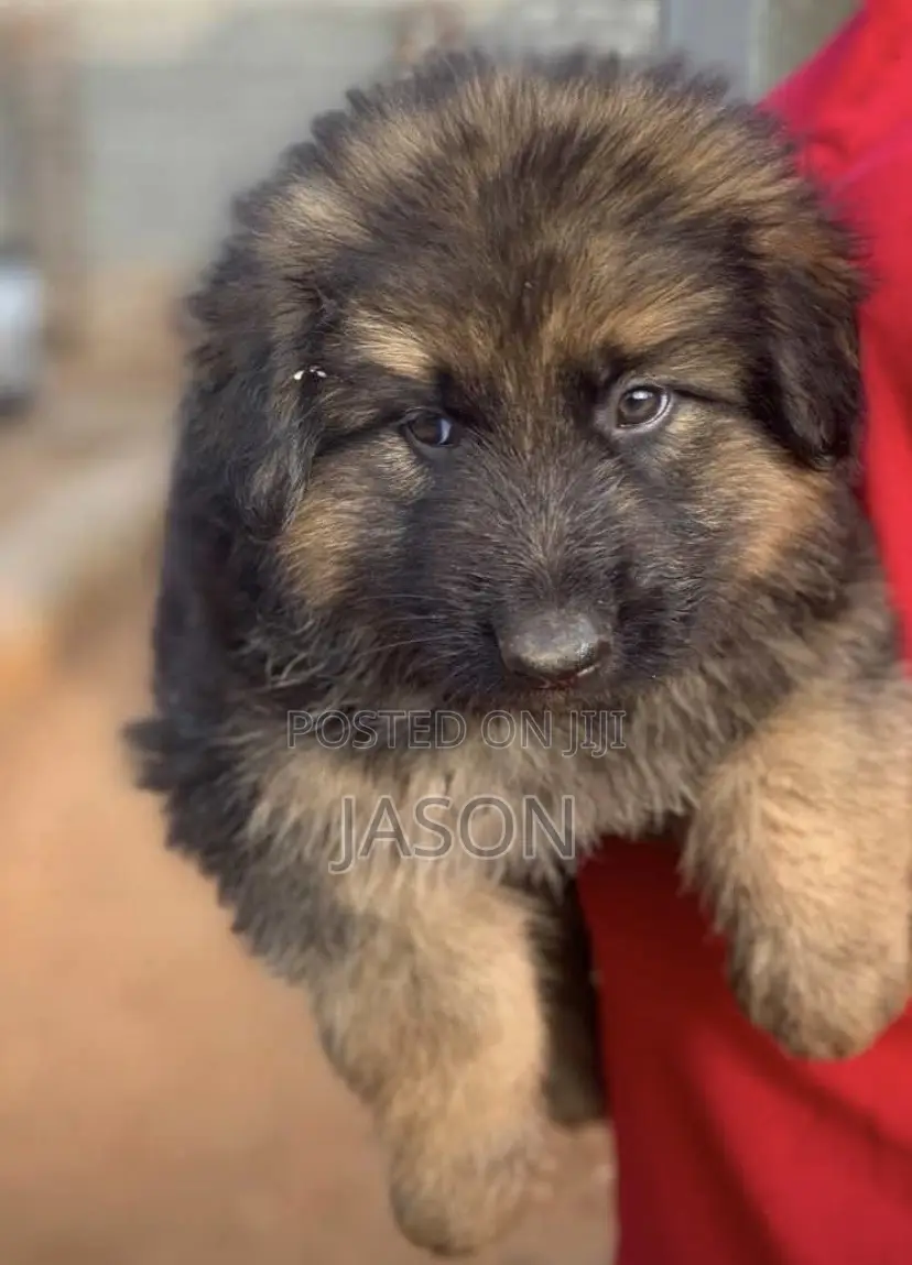 1-3 months Female Purebred German Shepherd