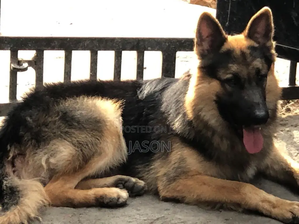 6-12 months Male Purebred German Shepherd