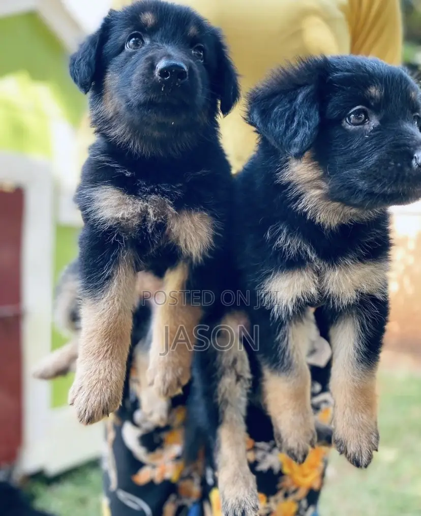 1-3 months Female Purebred German Shepherd