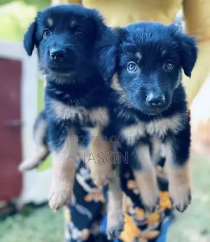 1-3 months Male Purebred German Shepherd