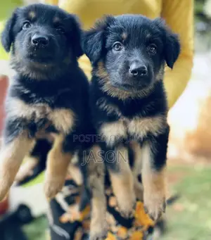 1-3 months Female Purebred German Shepherd