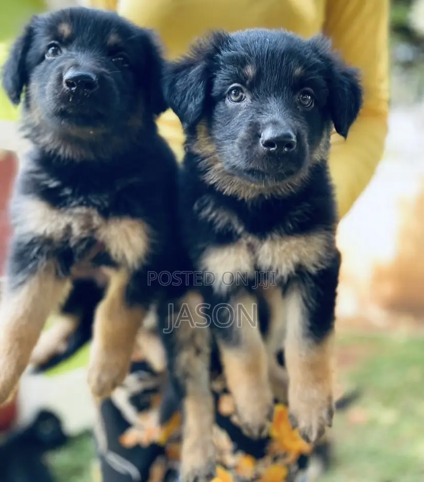 1-3 months Female Purebred German Shepherd