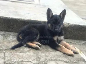 1-3 months Male Purebred German Shepherd