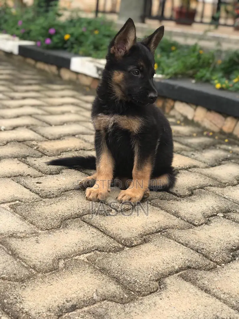 1-3 months Male Purebred German Shepherd