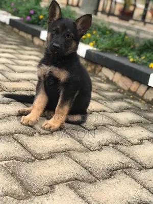 1-3 months Female Purebred German Shepherd