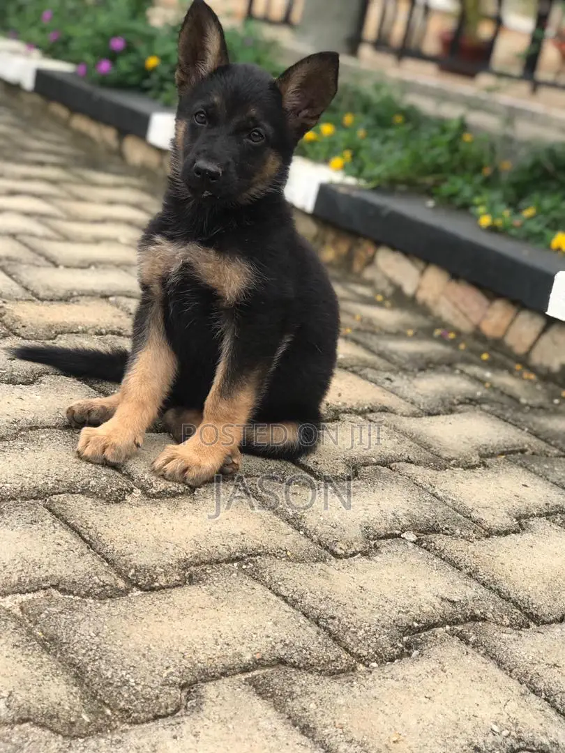 1-3 months Female Purebred German Shepherd