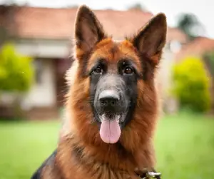 6-12 months Female Purebred German Shepherd