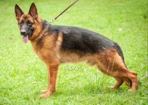 6-12 months Male Purebred German Shepherd