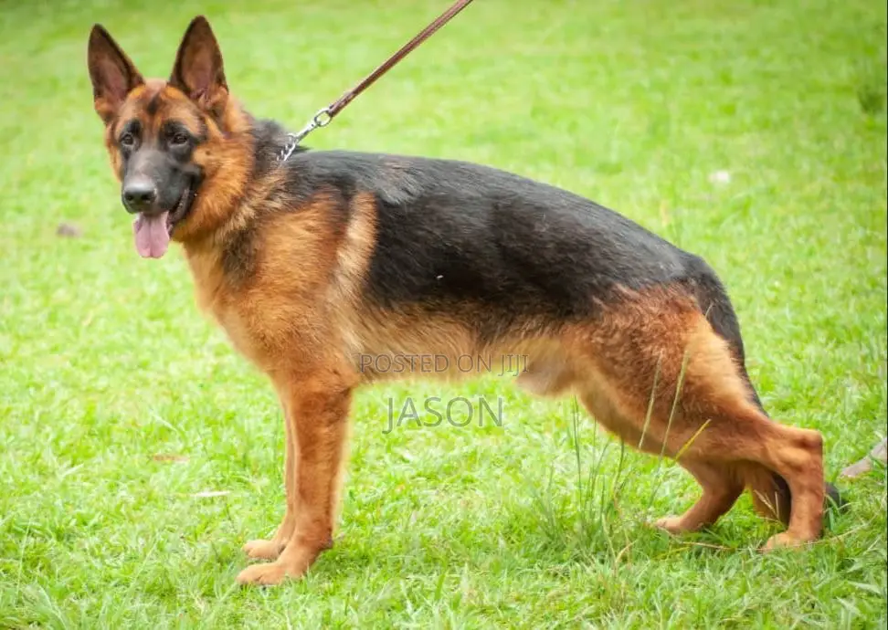 6-12 months Male Purebred German Shepherd