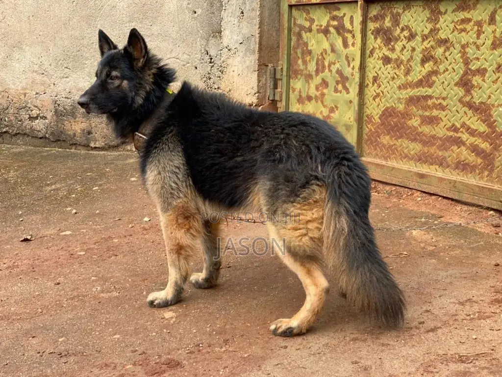 6-12 months Male Purebred German Shepherd