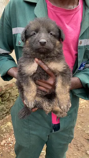 1-3 months Male Purebred German Shepherd
