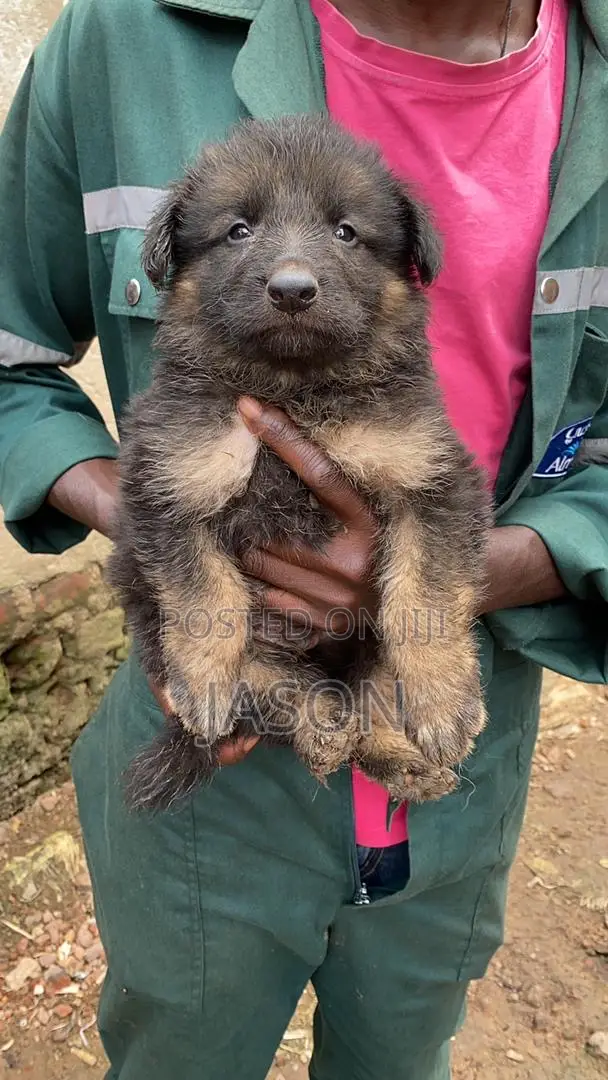 1-3 months Male Purebred German Shepherd