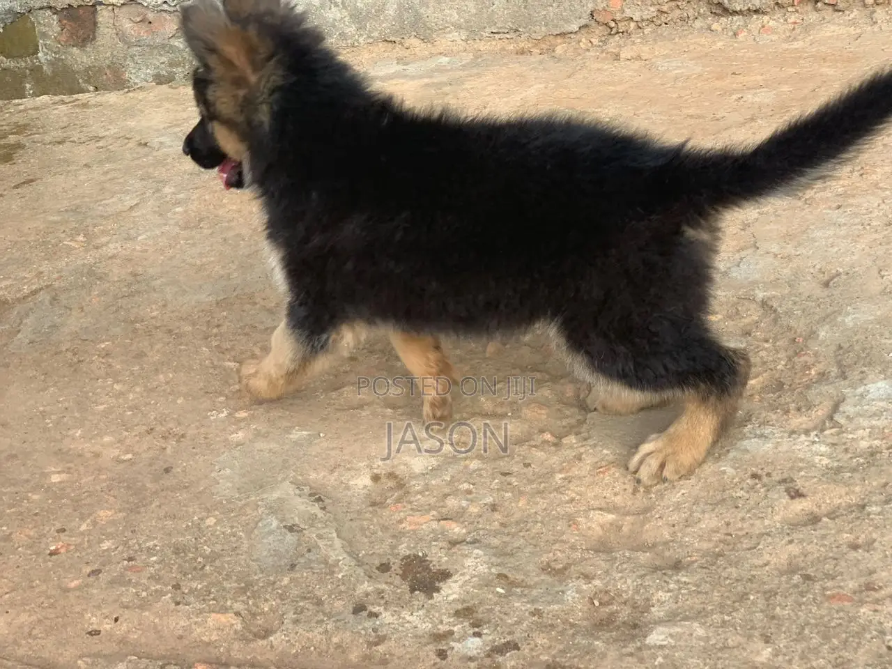 1-3 months Female Purebred German Shepherd