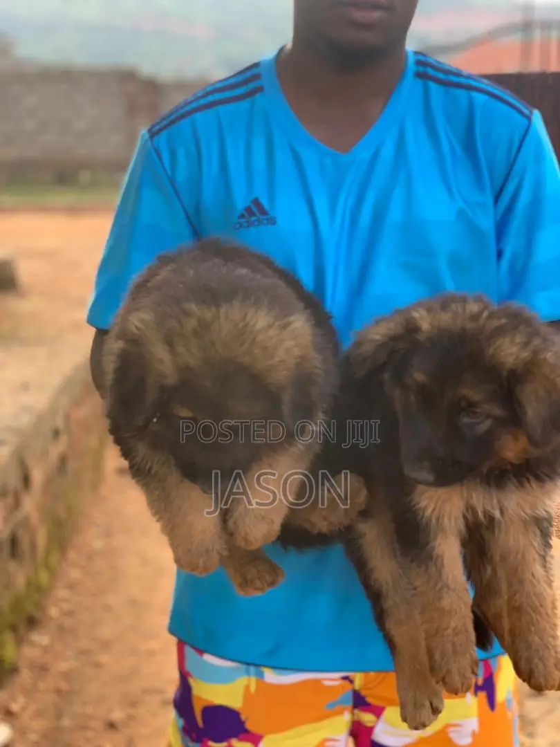 1-3 months Female Purebred German Shepherd