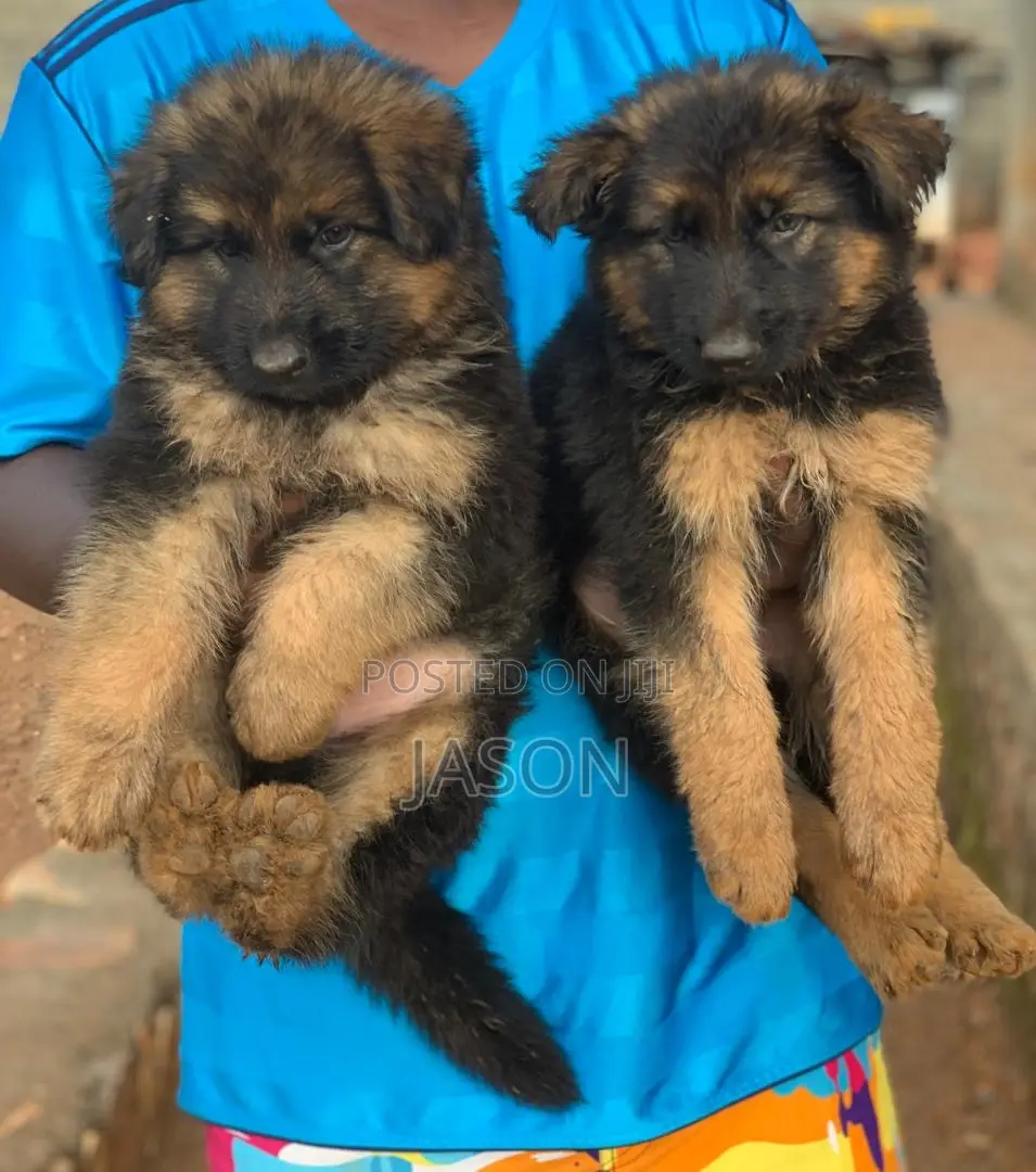 1-3 months Male Purebred German Shepherd