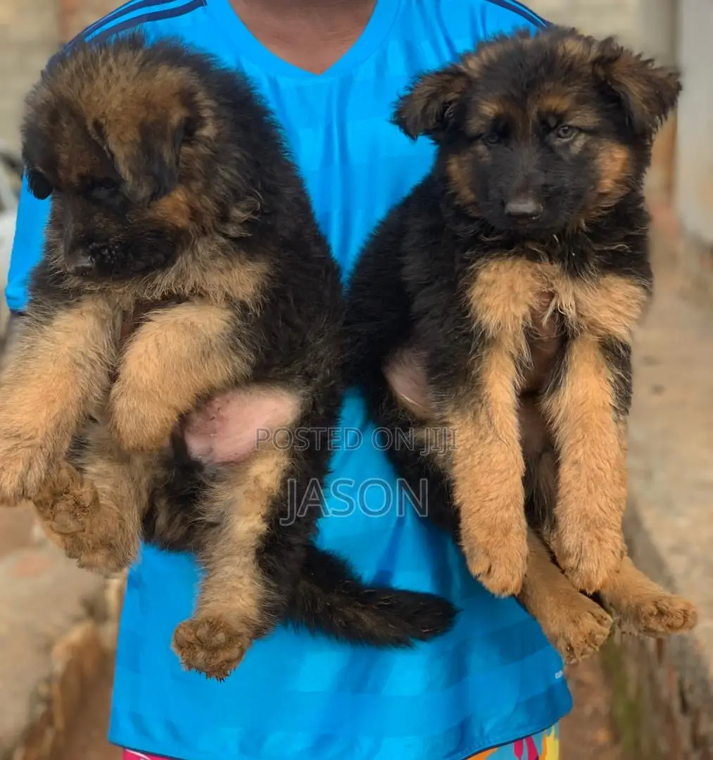 1-3 months Male Purebred German Shepherd