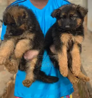 1-3 months Male Purebred German Shepherd