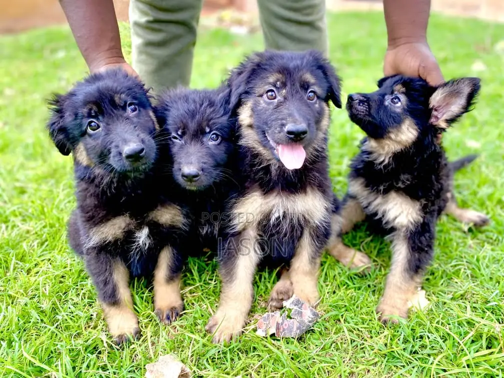 1-3 months Male Purebred German Shepherd