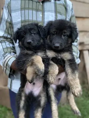 1-3 months Female Purebred German Shepherd