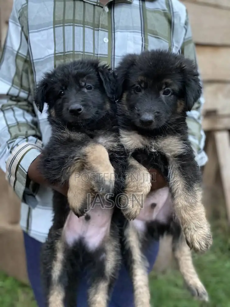 1-3 months Female Purebred German Shepherd