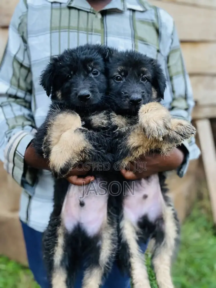 1-3 months Male Purebred German Shepherd