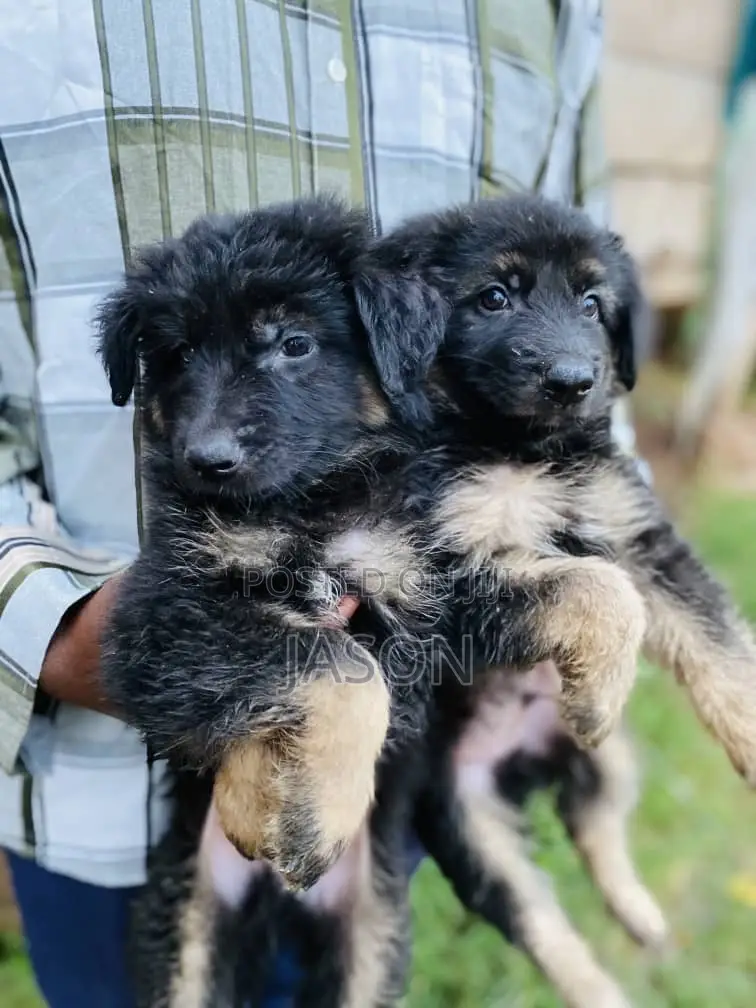 1-3 months Female Purebred German Shepherd