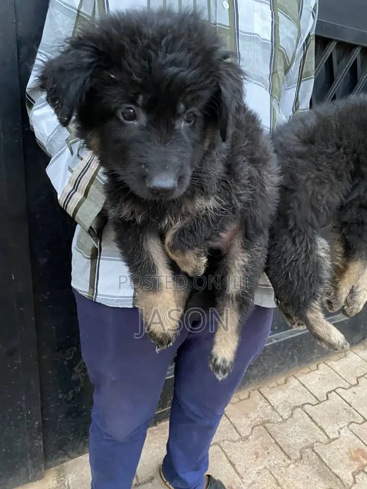 1-3 months Male Purebred German Shepherd
