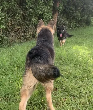 6-12 months Male Purebred German Shepherd