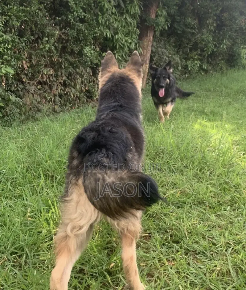 6-12 months Male Purebred German Shepherd