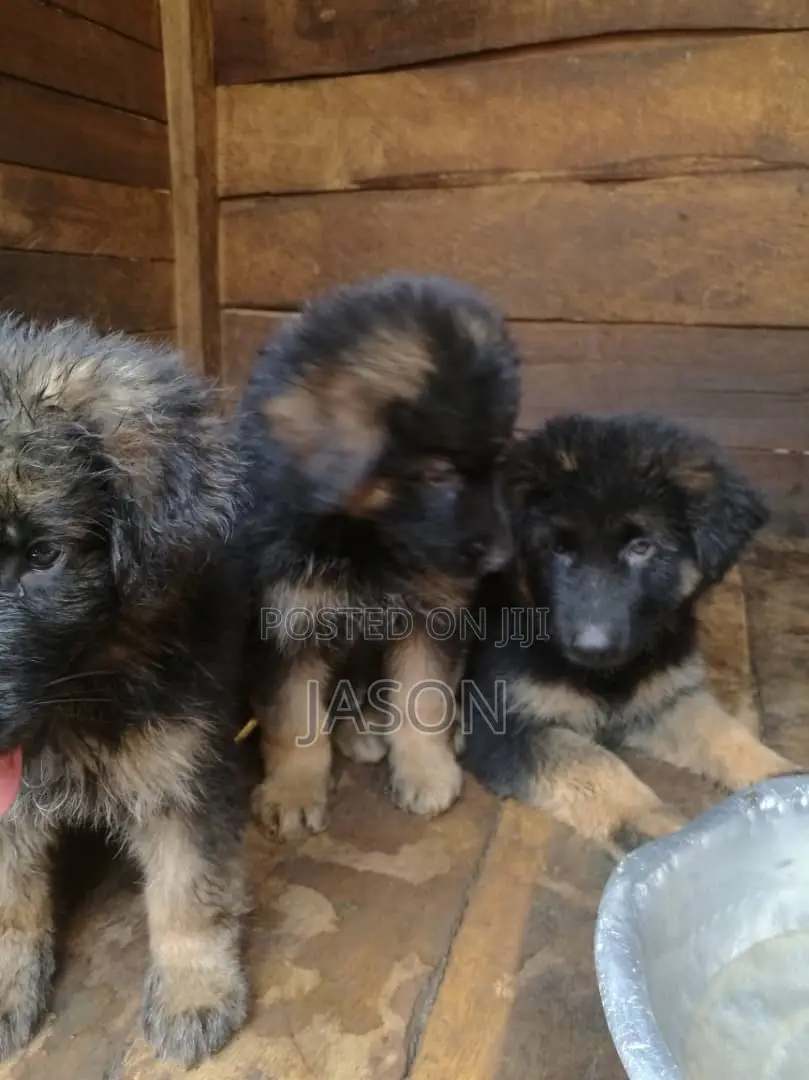 1-3 months Male Purebred German Shepherd