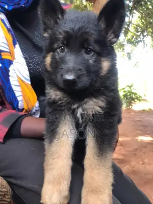 1-3 months Male Purebred German Shepherd