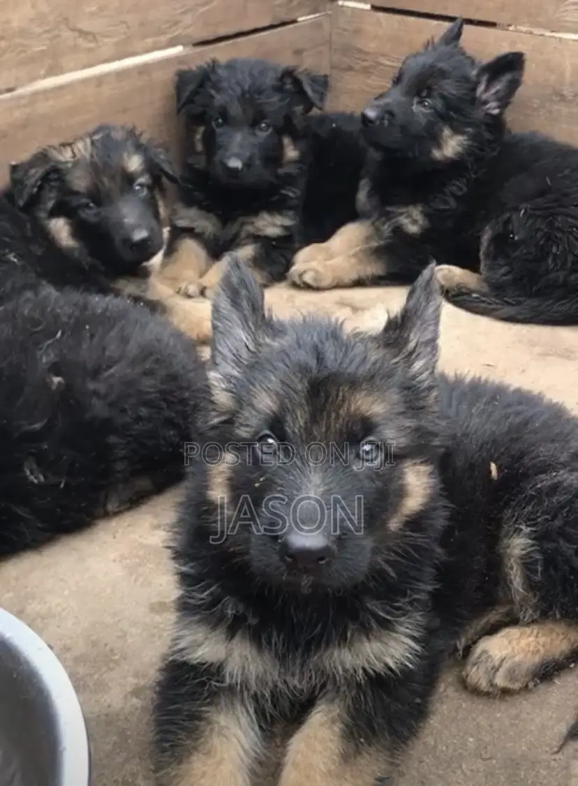 1-3 months Female Purebred German Shepherd