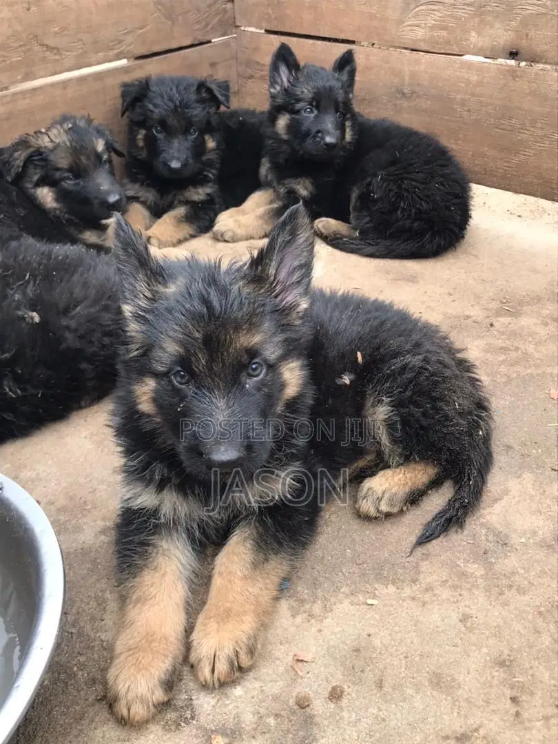 1-3 months Female Purebred German Shepherd