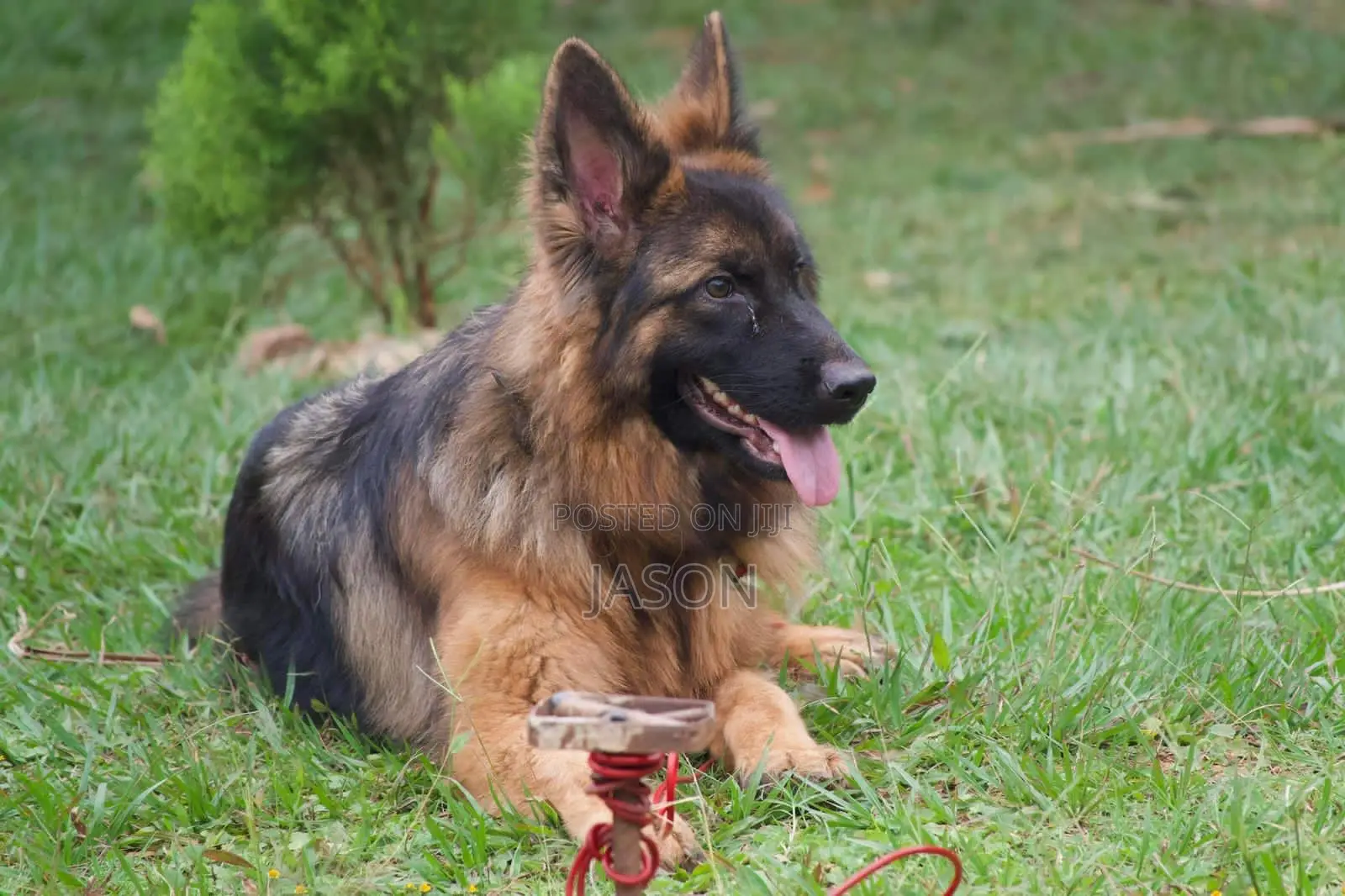 1+ year Male Purebred German Shepherd