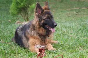 1+ year Male Purebred German Shepherd