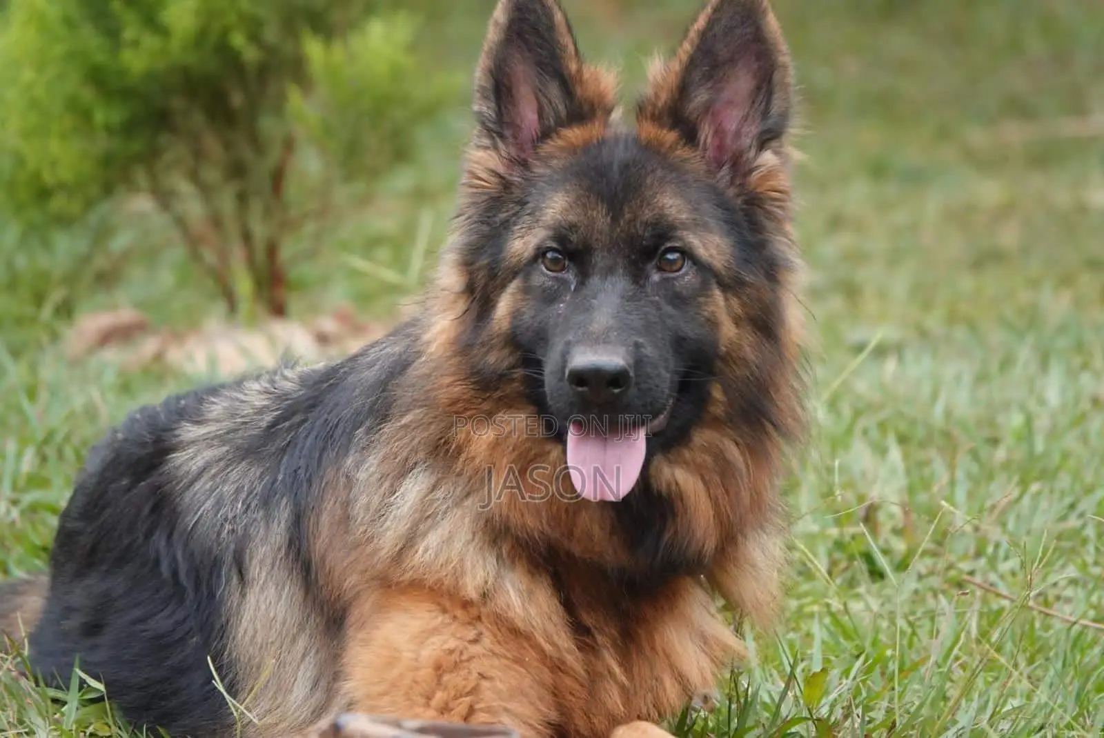 1+ year Male Purebred German Shepherd