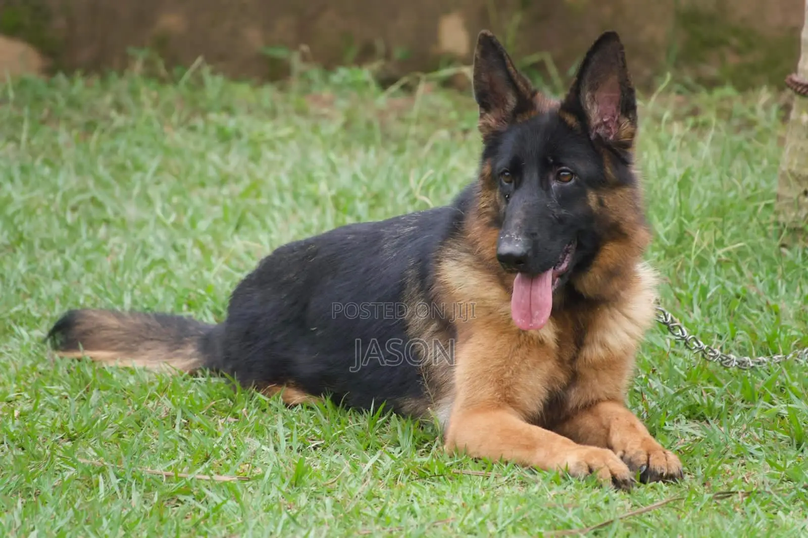 1+ year Male Purebred German Shepherd