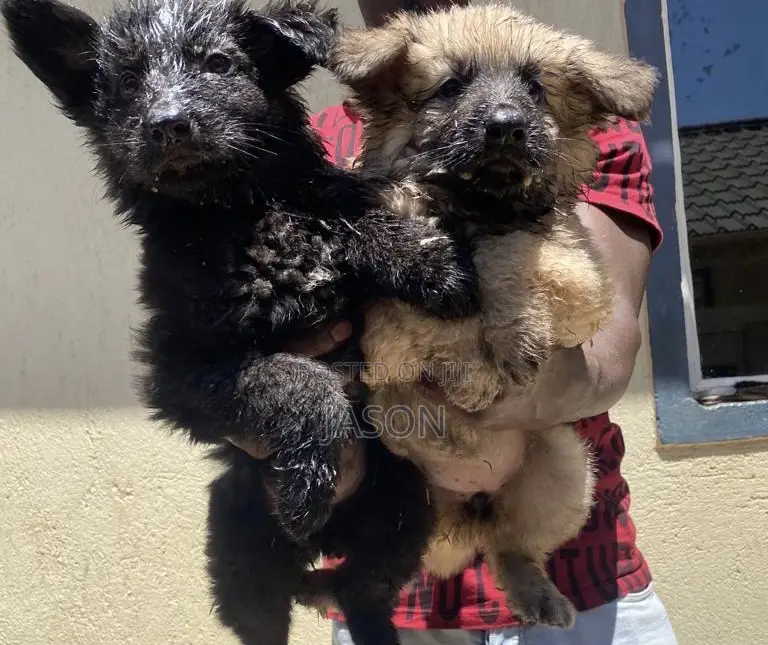 1-3 months Female Purebred German Shepherd