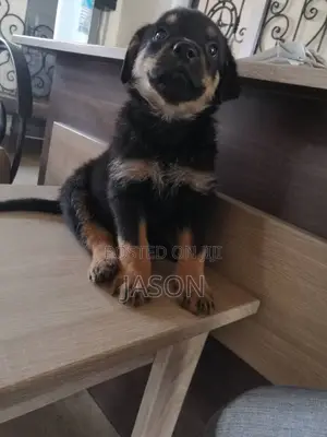 1-3 months Male Purebred German Shepherd
