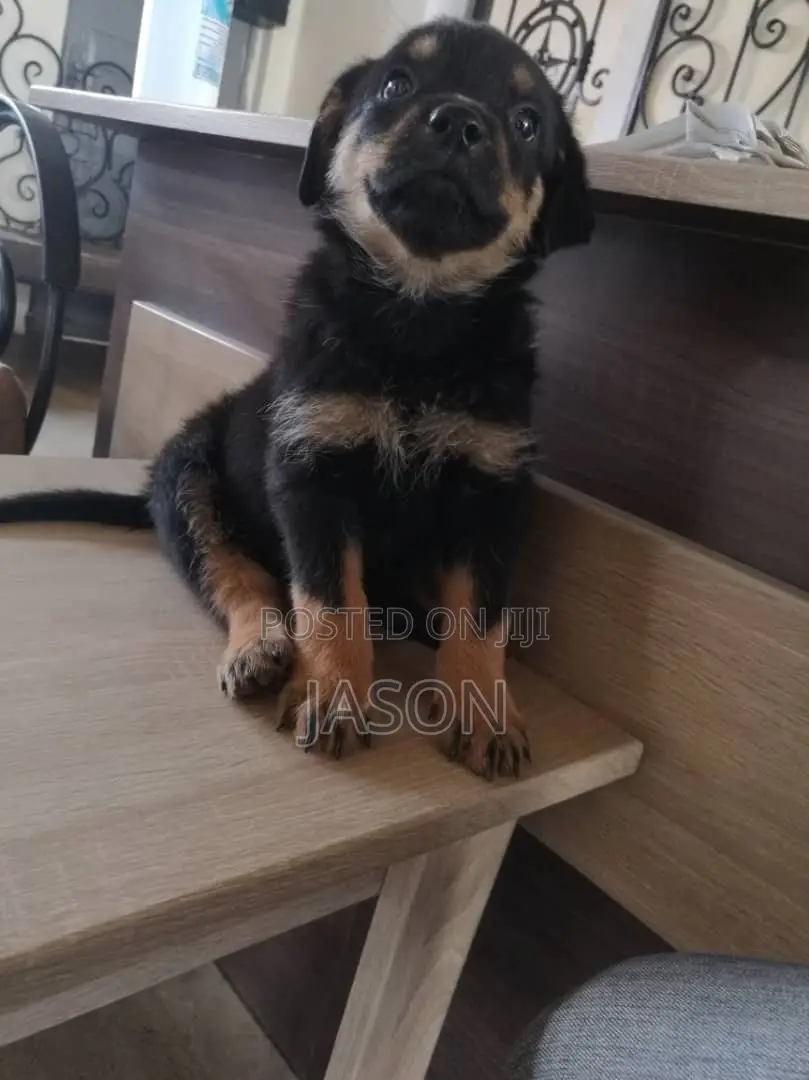 1-3 months Male Purebred German Shepherd