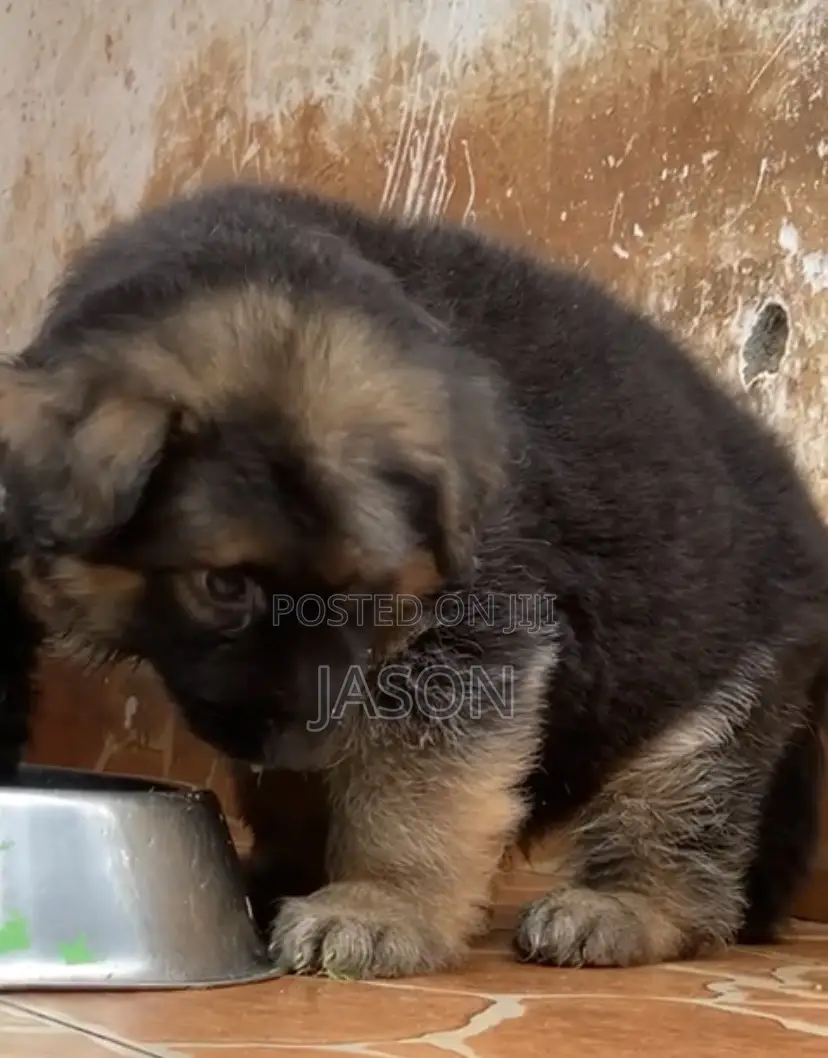 1-3 months Male Purebred German Shepherd