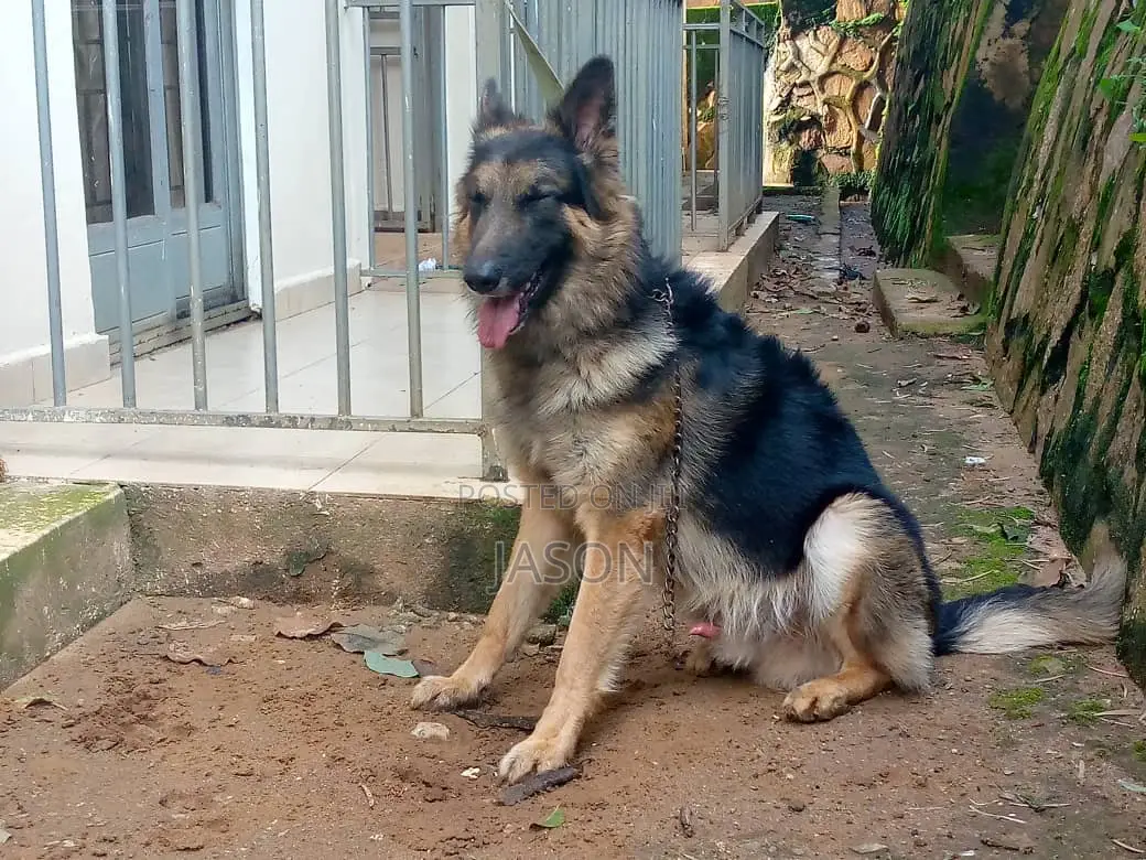 6-12 months Male Purebred German Shepherd