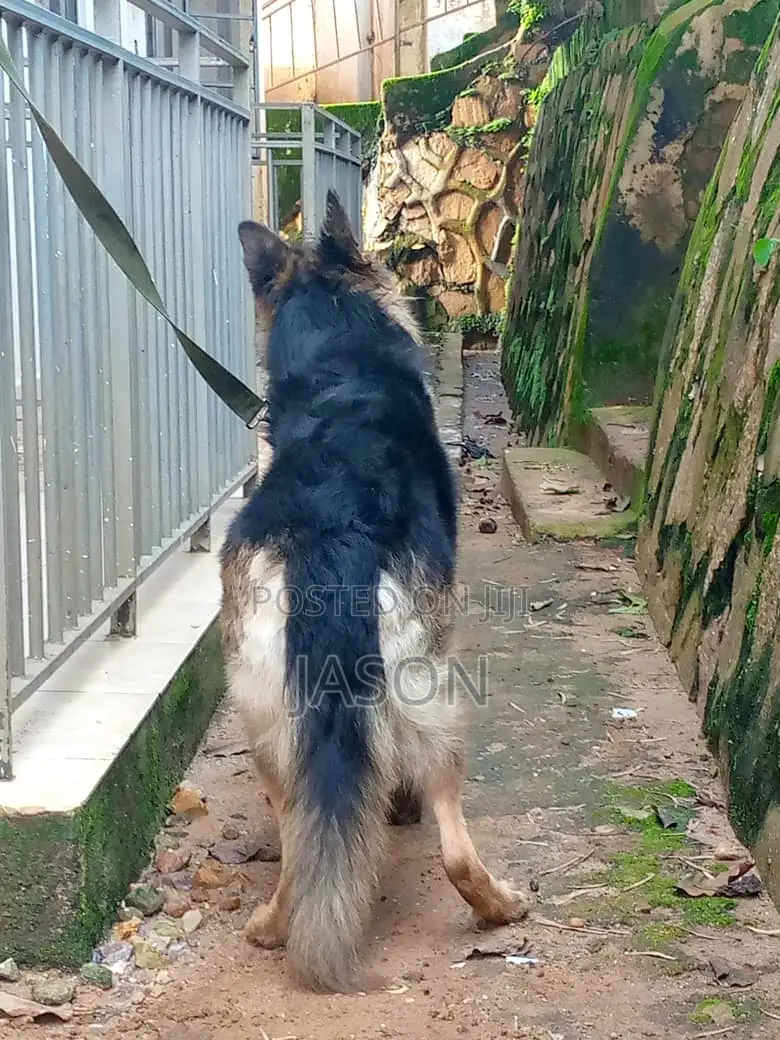 6-12 months Male Purebred German Shepherd
