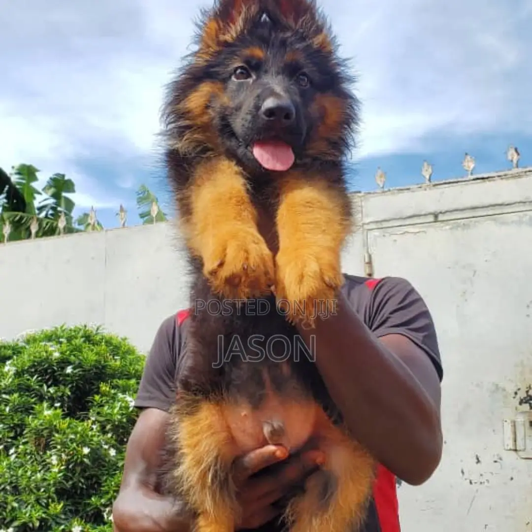 3-6 months Male Purebred German Shepherd