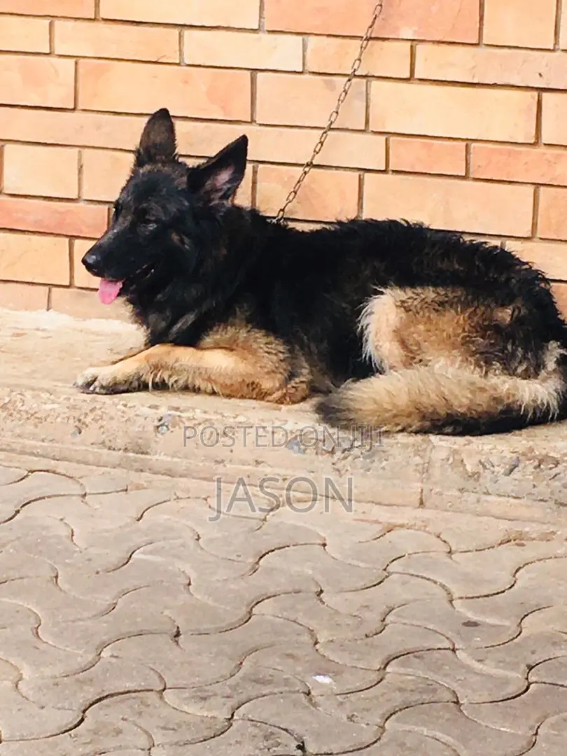 6-12 months Female Purebred German Shepherd