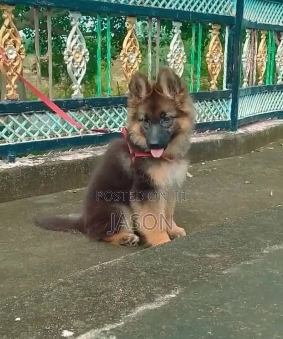 1-3 months Male Purebred German Shepherd