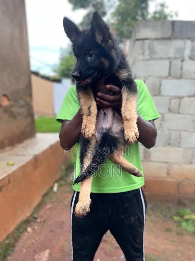 1-3 months Male Purebred German Shepherd