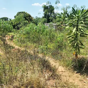 Photo - Plots/Land