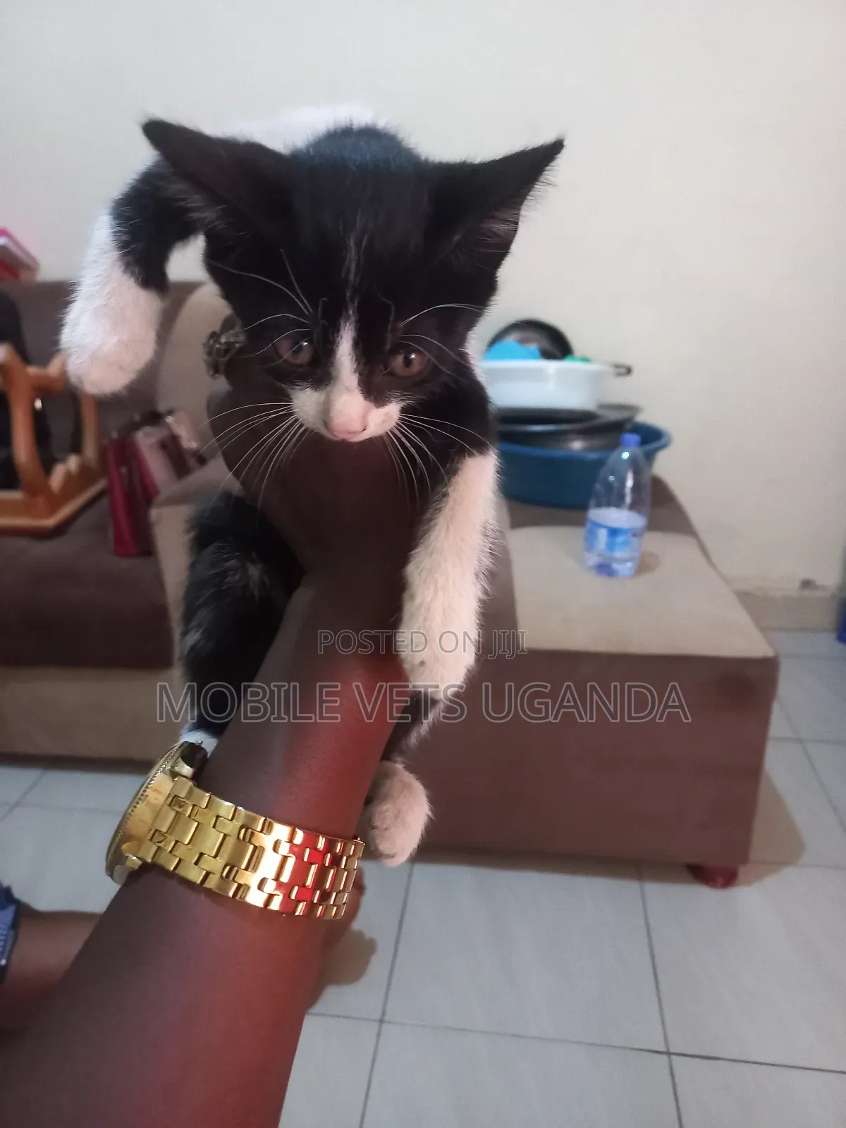 0-1 month Female Purebred Bombay